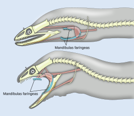 Two diagrams of head and spine, one showing the pharyngeal jaw at rest; the other showing the jaws extended into the mouth