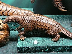 Pangolin javanais (Manis javanica).