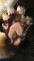 The paw of a yellow-throated marten.