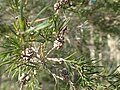 M. alternifolia fruits