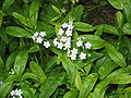 Myosotis scorpioides