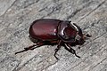 犀角金龜 Oryctes nasicornis