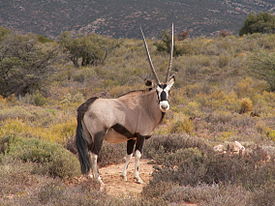 Орикс (Oryx gazella)