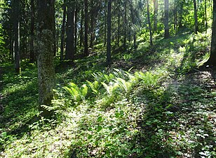 Naturen på norra sidan