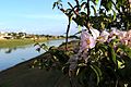 Flores em frente a Raia de Remo