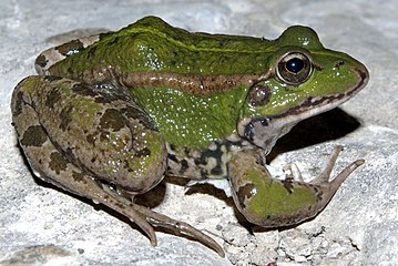 Iberischer Wasserfrosch