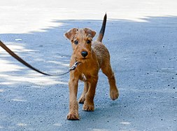 Giovane Irish Terrier