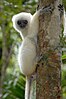 Silky sifaka (Propithecus candidus)