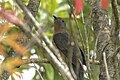 Rusty-breasted cuckoo