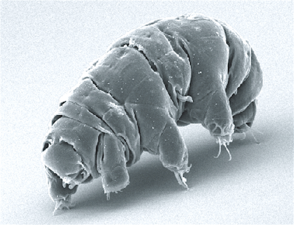 Tardigrades (water bears), about 0.5 mm long, are among the most resilient animals known