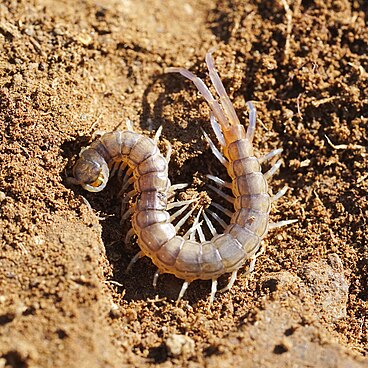 A large Scolopendra abnormis individual, found nesting beneath a rock embedded in soil. Photographed 2023.