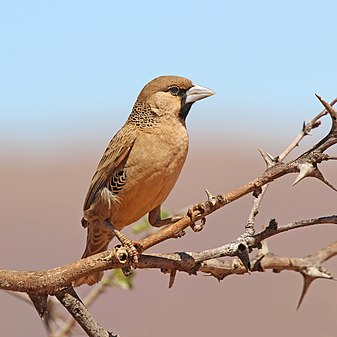 Sociable weaver (Philetairus socius) (created and nominated by Charlesjsharp)