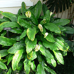 Description de l'image Spathiphyllum floribundum2.jpg.