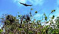 Spectacled flying fox coming in to land