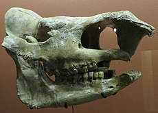 Skull of Stephanorhinus jeanvireti