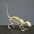 Striped skunk skeleton