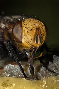 Gonia capitata at Insect mouthparts, by Richard Bartz