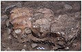 Plastered skulls in situ at Yiftahel, Pre-Pottery Neolithic B