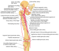 Schema of the arteries arising from the external iliac and femoral arteries.