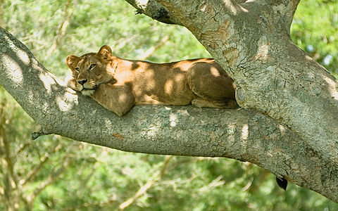 Lioness on a tree at Tourism in Uganda, by Cody Pope