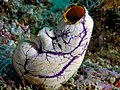 Purple and white sea squirt