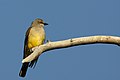 Cassin's Kingbird, Red Lodge, MT