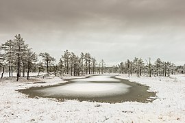 Tourbière de Viru en hiver.