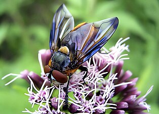 Phasia hemiptera