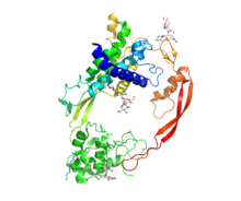 Crystal structure of Wnt8 bound to the Frizzled8 cysteine rich domain. Wnt resembles a hand that is "pinching" Frizzled with its thumb and forefinger.