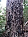 Stringybark trunk