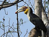 Male wreathed hornbill