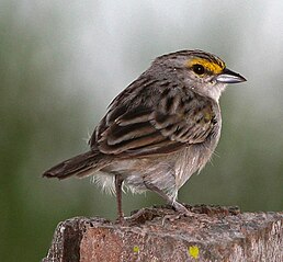 Багновець жовтощокий (Ammodramus aurifrons)