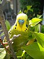 セキセイインコ 一般的なペットの小鳥