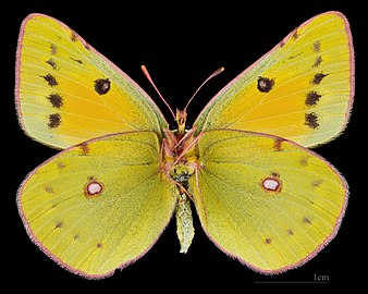 Colias chrysotheme ♀ △