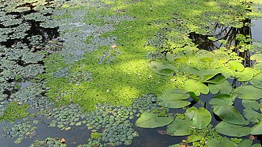 Угруповання сальвінії плаваючої й водяного горіху