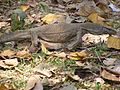 Where the undergrowth is sparse, monitor lizards can roam.