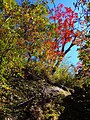 紅葉の登山道