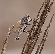 Eutolmus rufibarbis ♂ Seitenansicht