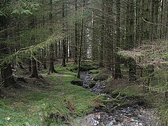 A burn, Strachur From the bad old days when conifer forests were planted right up to watercourses.