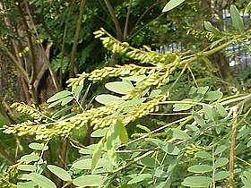 Amorpha fruticosa