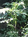 Purple-stemmed Angelica (Angelica atropurpurea) found near Winona, MN, USA. The plant is seen here where it was growing along the banks of a creek