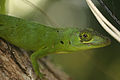 Lagarto verde (Anolis cuvieri)
