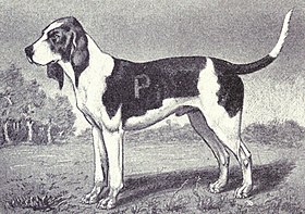 Chien d'Artois en 1915.