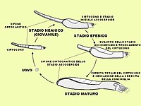 Schema ricostruttivo dell'ontogenesi di nautiloidi appartenenti all'ordine Ascocerida, caratterizzati da un netto cambiamento di morfologia della conchiglia durante la transizione (stadio efebico) da forme giovanili a forme mature[N 15][121]