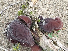 Auricularia auricula-judae, "orelha-de-judas" formas diversas