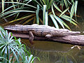 Freshwater crocodile basking on a log