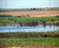 A pond in Balta Ialomiței