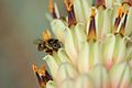 Honey bee on aloe flower.