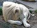 Lion blanc