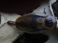 Female with ootheca before hatching